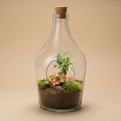 Terrarium ouvert en bouteille 3 L : Bonsaï et Fittonia Ruby Lime