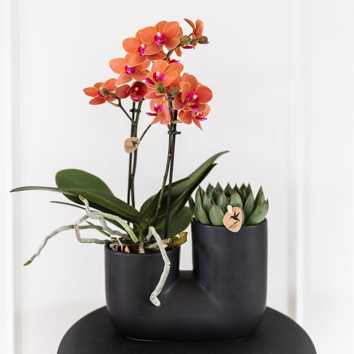 Orchidée Phalaenopsis orange en pot