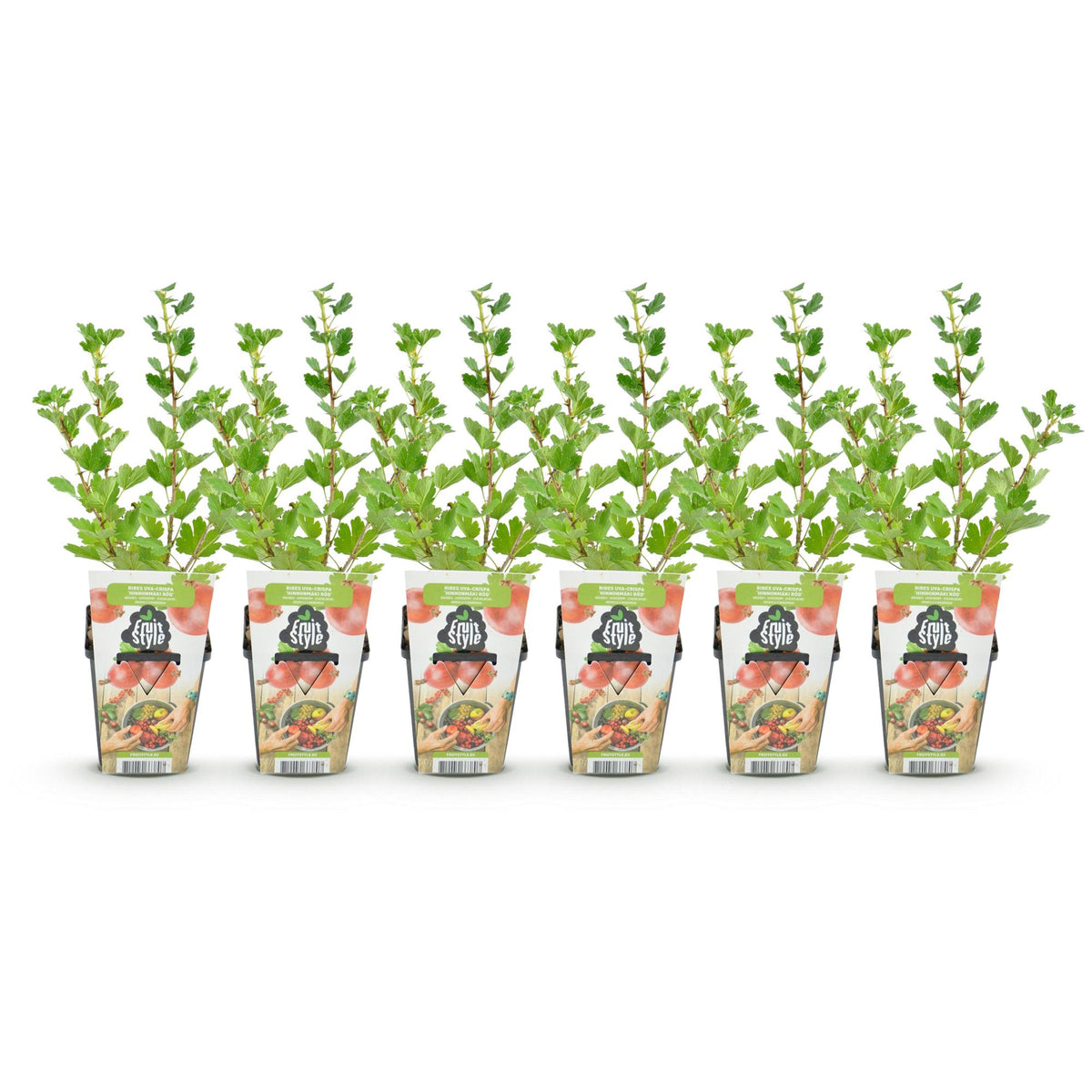 Groseillier à maquereau 'Hinnonmäki Röd' - lot de 6 plants en pot de 9 cm