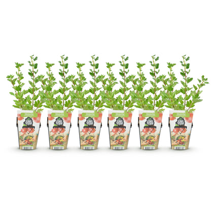 Groseillier à maquereau 'Hinnonmäki Röd' - lot de 6 plants en pot de 9 cm