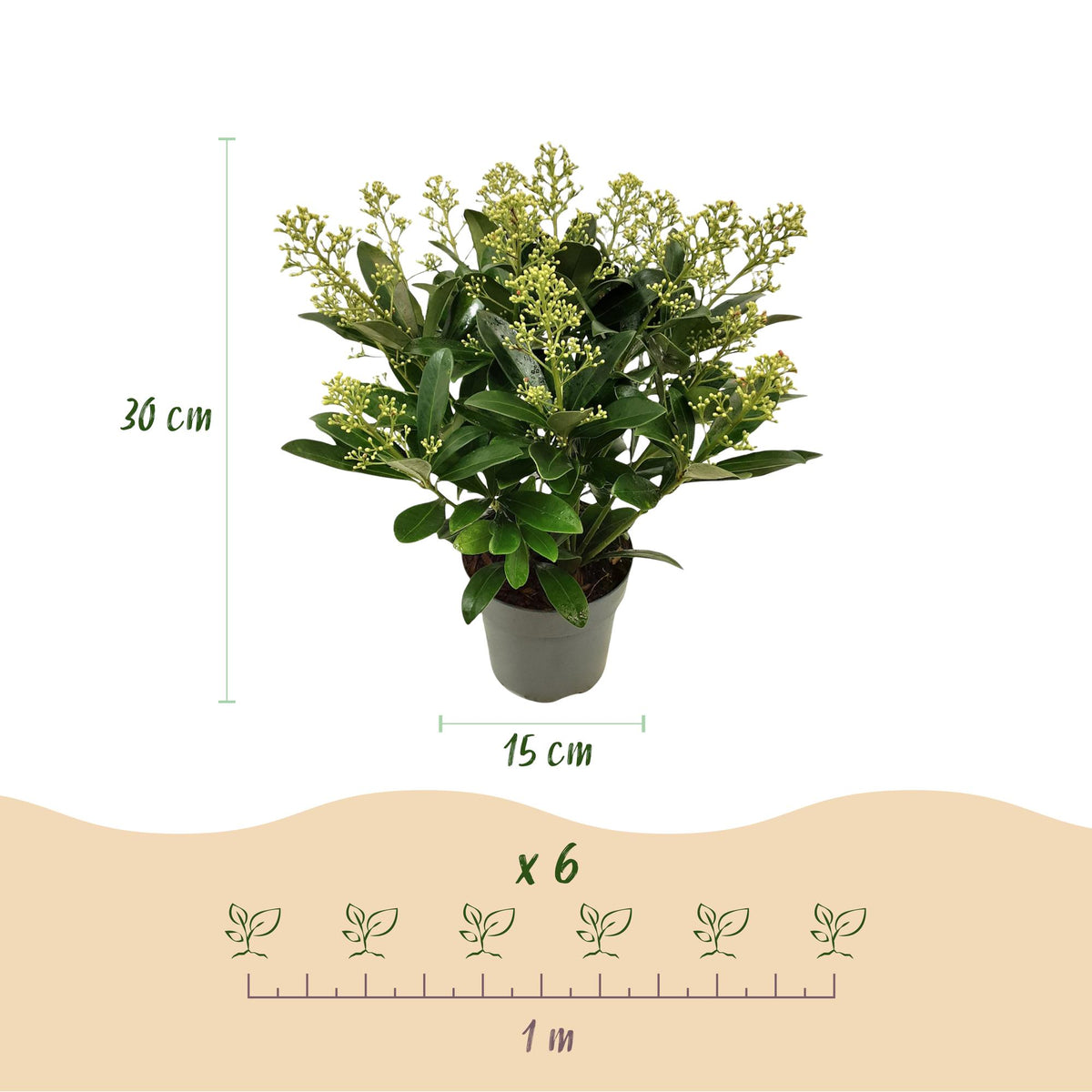 Dimensions de Skimmia 'Finchy' en pot de 15 cm