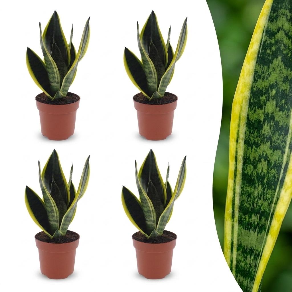 Quatre exemplaires de la Sansevieria Futura Superba, également appelée langue de belle-mère, dans des pots bruns de 12cm, montrant leur