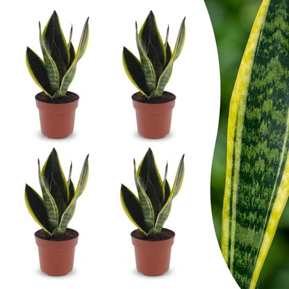 Quatre exemplaires de la Sansevieria Futura Superba, également appelée langue de belle-mère, dans des pots bruns de 12cm, montrant leur