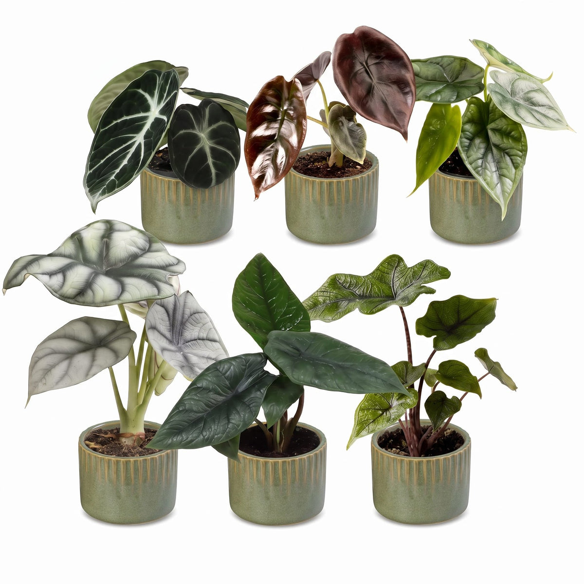 Bébés Alocasia de collection en pot de 6 cm, cache-pot vert olive