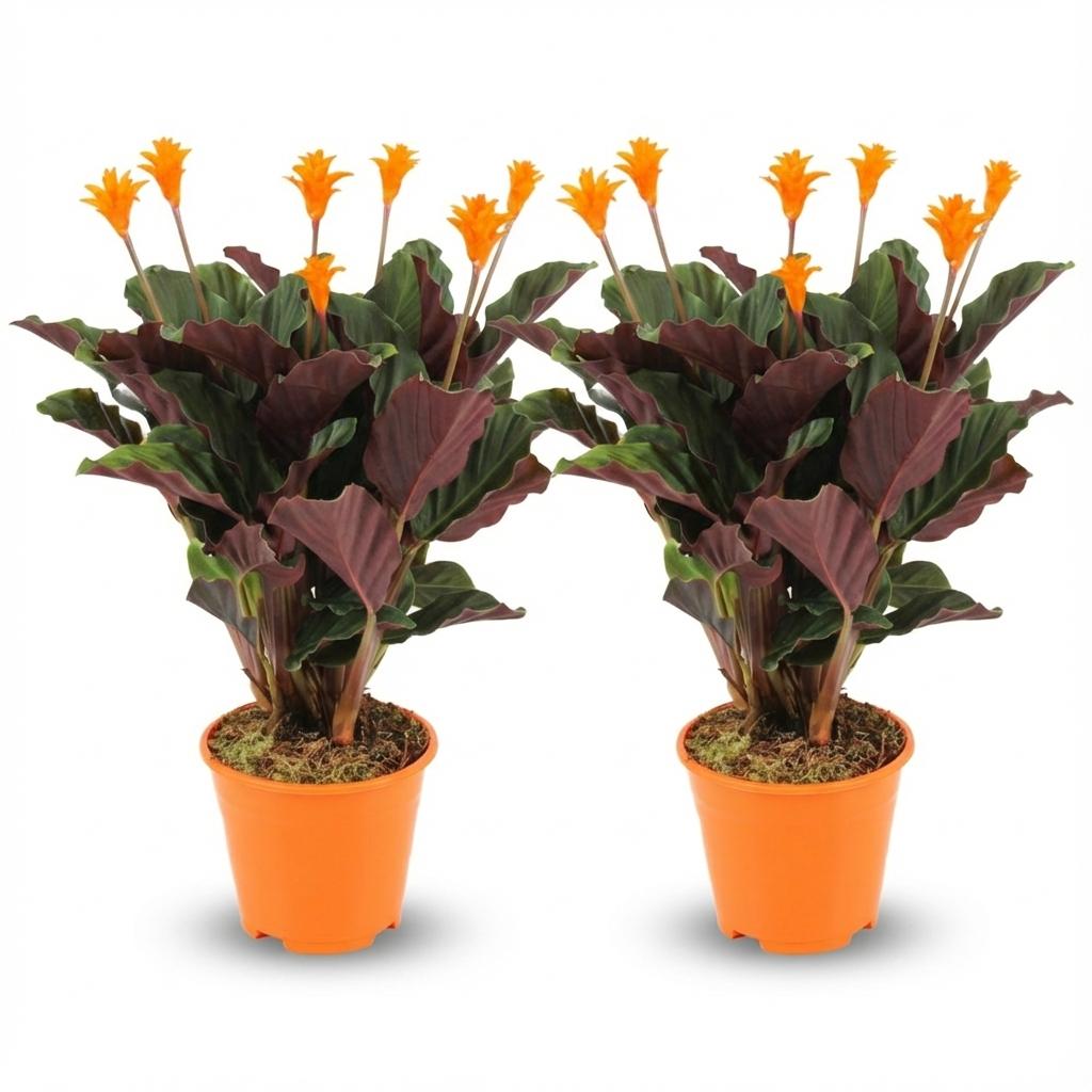Deux Calathea Crocata aux feuilles vertes et pourpres, avec de jolies fleurs orange vif, dans des pots basiques orange