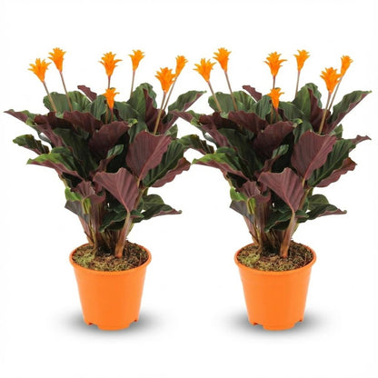 Deux Calathea Crocata aux feuilles vertes et pourpres, avec de jolies fleurs orange vif, dans des pots basiques orange