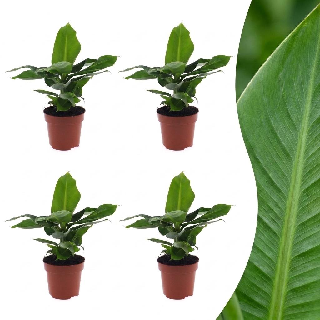Quatre petits bananiers nains orientaux, chacun dans son pot de culture marron, aux feuilles vertes brillantes avec une texture nervurée