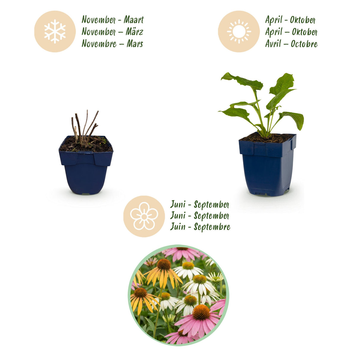 Calendrier de plantation et de floraison des échinacées en mélange
