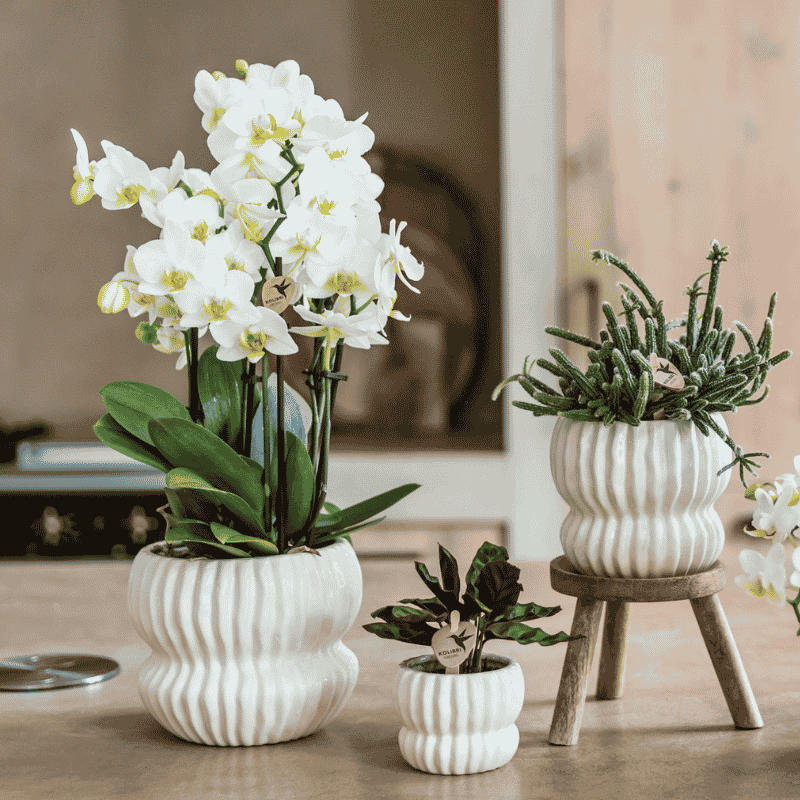 Orchidée Phalaenopsis 'Lausanne' blanche aux nombreuses fleurs, pot 12 cm