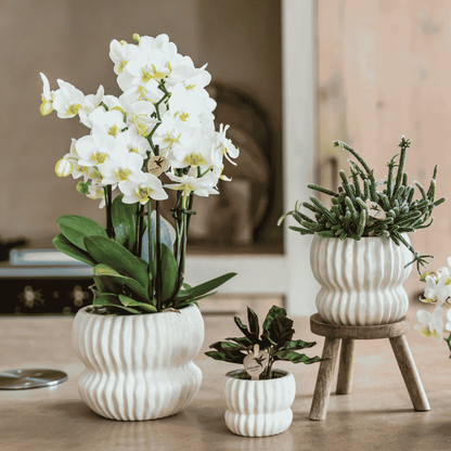 Orchidée Phalaenopsis 'Lausanne' blanche aux nombreuses fleurs, pot 12 cm