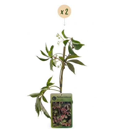 Vigne vierge de Henry (Parthenocissus henryana) - grimpante au feuillage flamboyant