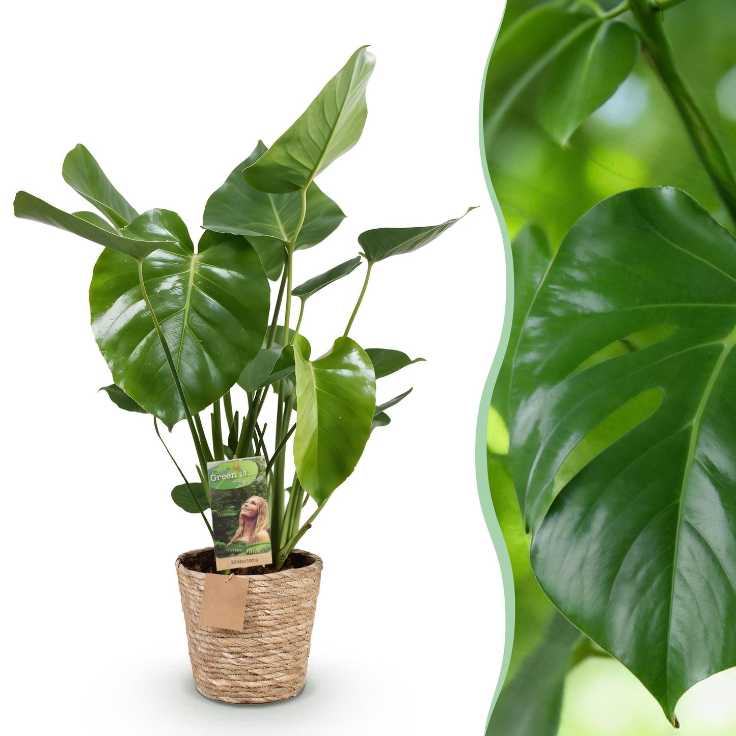 Plantes d'intérieur - Monstera Deliciosa - Plante à trous - Peu d'entretien - avec panier - Vert - 1 Plante - Pot 21cm - Hauteur 70-80cm