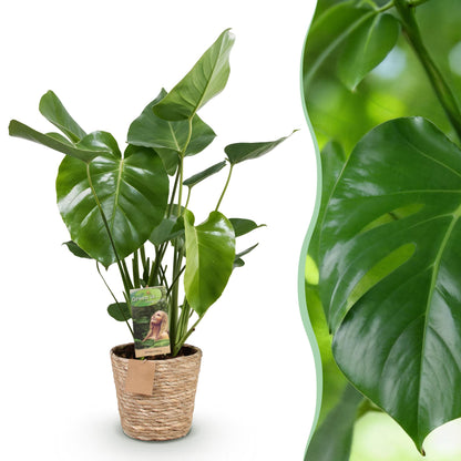 Plantes d'intérieur - Monstera Deliciosa - Plante à trous - Peu d'entretien - avec panier - Vert - 1 Plante - Pot 21cm - Hauteur 70-80cm