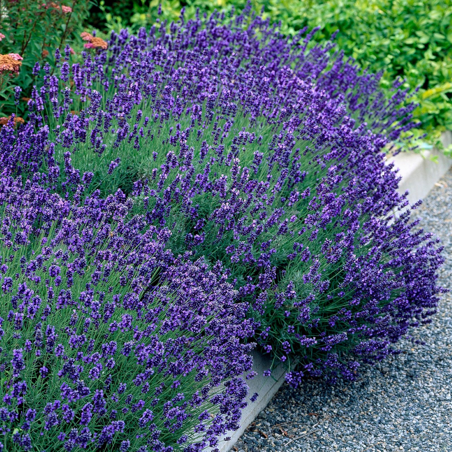 Lavande Hidcote. Magnifique massif de lavande en fleurs aux épis violets intenses, bordant une allée de gravier.