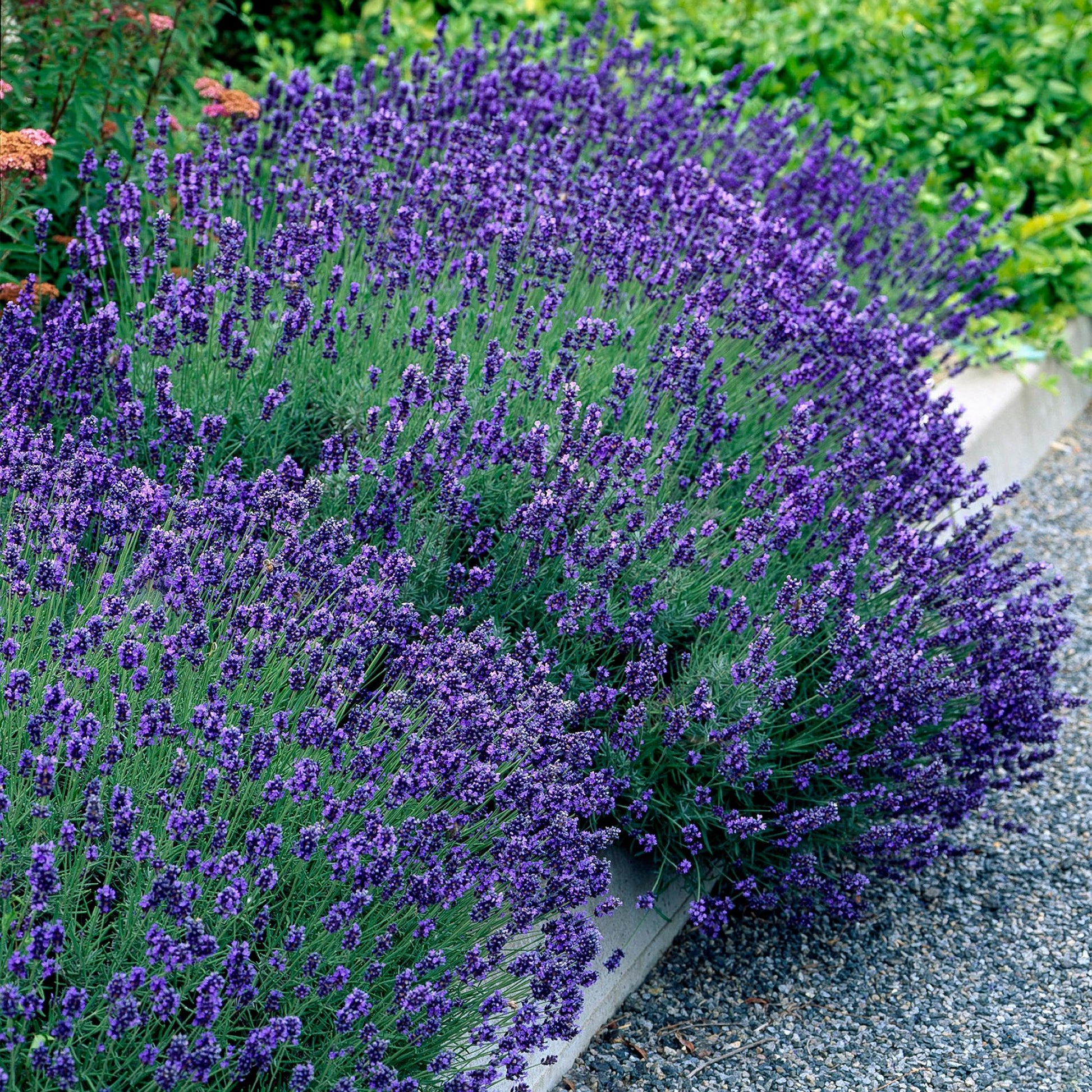 Lavande Hidcote. Magnifique massif de lavande en fleurs aux épis violets intenses, bordant une allée de gravier.
