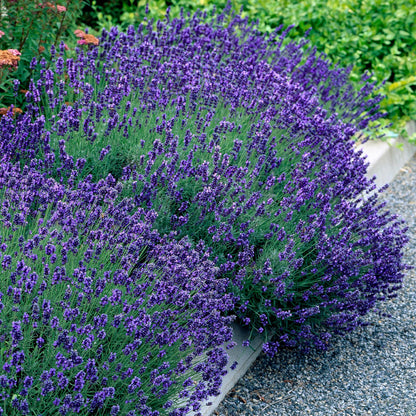 Lavande Hidcote. Magnifique massif de lavande en fleurs aux épis violets intenses, bordant une allée de gravier.