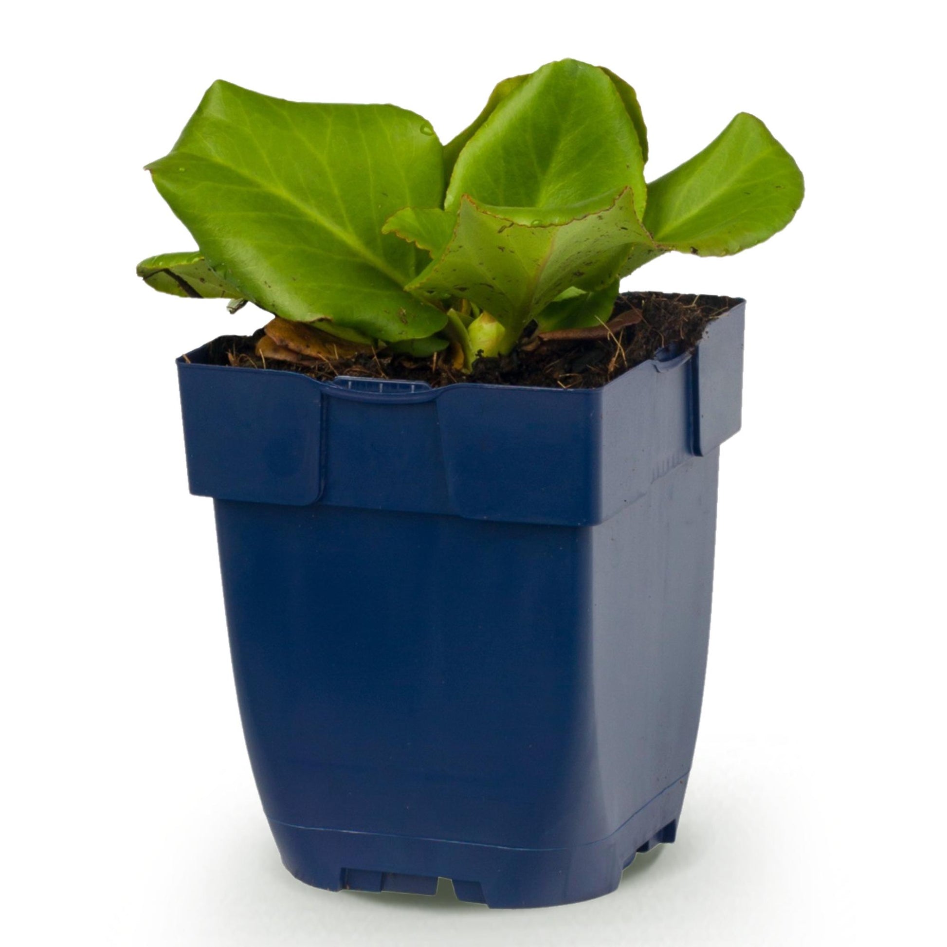 Bergenia cordifolia, plante à souliers, en pot de 11cm, sur fond blanc. Feuillage vert et brillant.