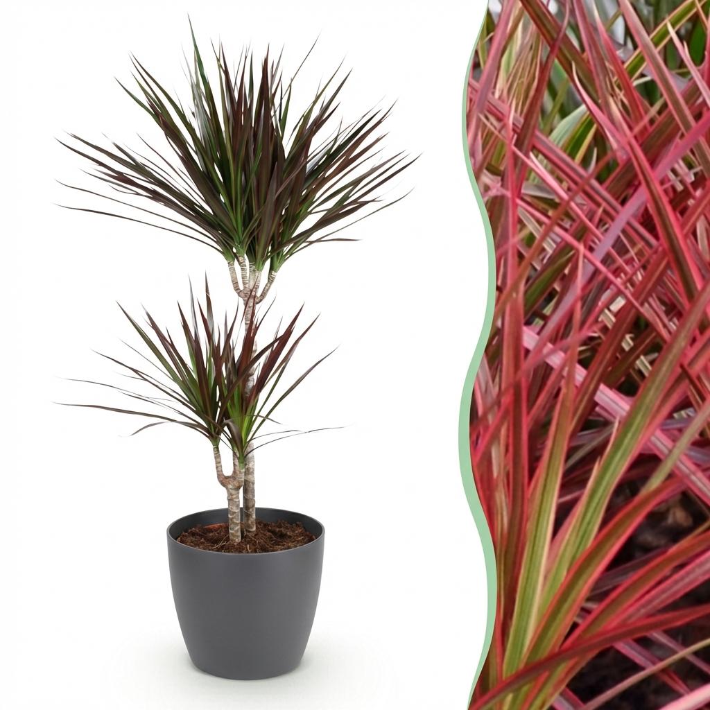 Plantes d'intérieur - Dracaena Magenta - Arbre à sang de dragon - Peu d'entretien - avec Pot Gris - Rouge - 1 Plante - avec Pot Gris - Pot 21cm - Hauteur 90-100cm