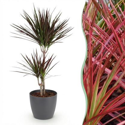 Plantes d'intérieur - Dracaena Magenta - Arbre à sang de dragon - Peu d'entretien - avec Pot Gris - Rouge - 1 Plante - avec Pot Gris - Pot 21cm - Hauteur 90-100cm