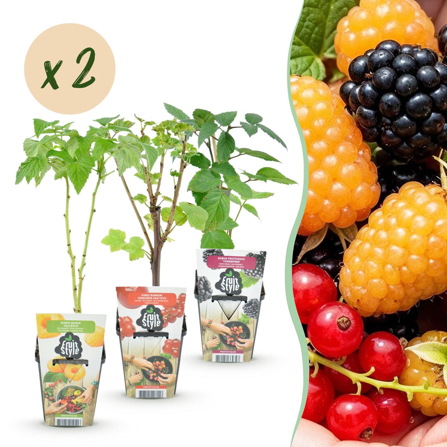 Groseille, Framboise Jaune, Mûre, Myrtille : jeune plant en pot avec une bulle « x2 » et un gros plan des fruits mûrs.