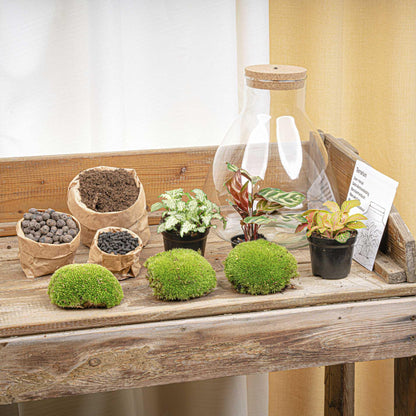 Kit terrarium lumineux Calathea et Fittonia, bocal Erlenmeyer à bouchon LED, hauteur 30 cm