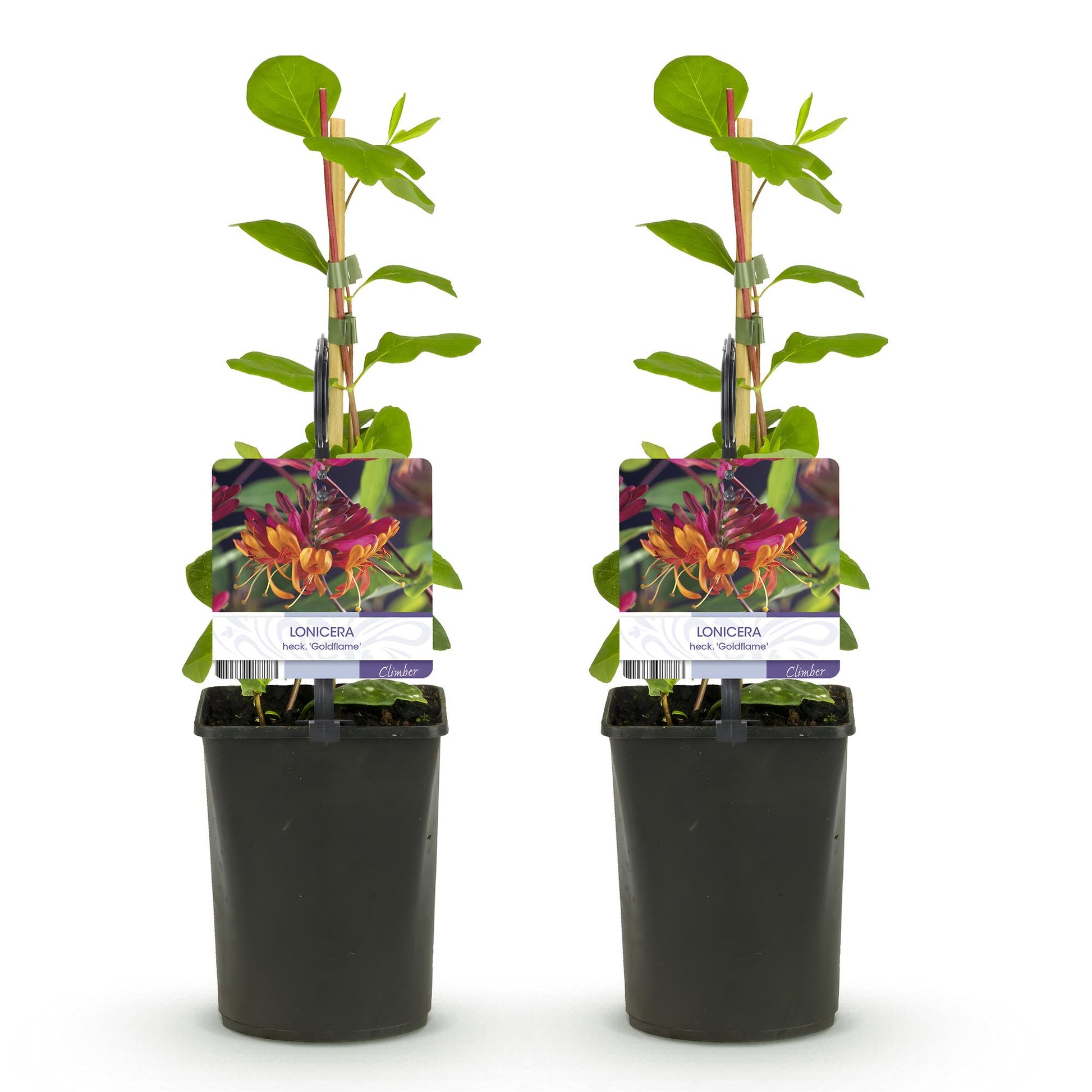 Chèvrefeuille Lonicera heckrottii Goldflame. Deux plants en pot, avec étiquettes montrant ses fleurs roses et jaunes sur fond blanc.