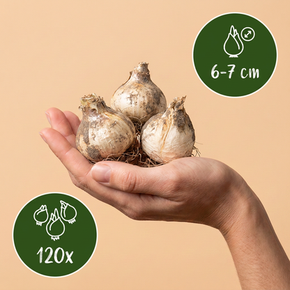 Bulbes d'Ail d'ornement 'Buzzing Beauties' tenus dans une main, calibre 6-7 cm, lot de 120 bulbes.