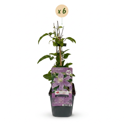 Clématite 'Justa' - lot de 6 plants, pot Ø9 cm