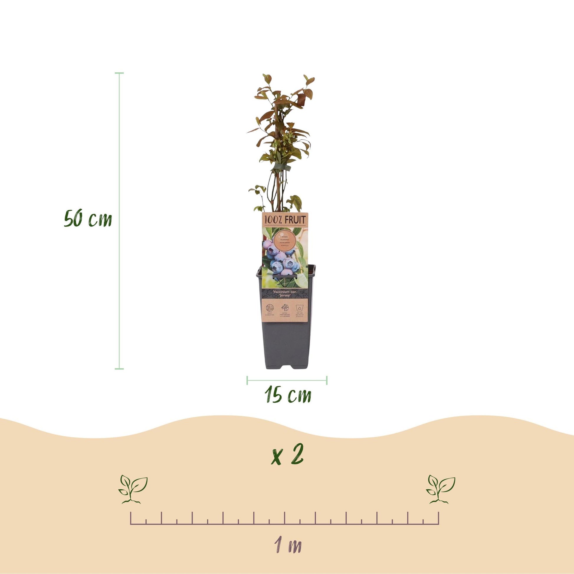 Myrtillier Jersey : schéma d'un plant de 50 cm de haut en pot de 15 cm. Une règle de 1 mètre et l'indication « x 2 » conseillent l'espacemen