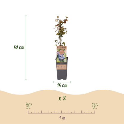 Myrtillier Jersey : schéma d'un plant de 50 cm de haut en pot de 15 cm. Une règle de 1 mètre et l'indication « x 2 » conseillent l'espacemen