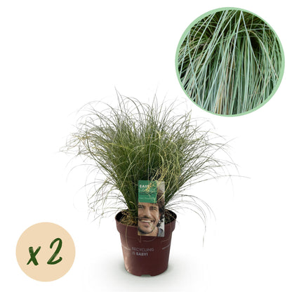 Carex comans Frosted Curls, graminée ornementale verte dans son pot. Une pastille 'x2' indique la quantité du lot.