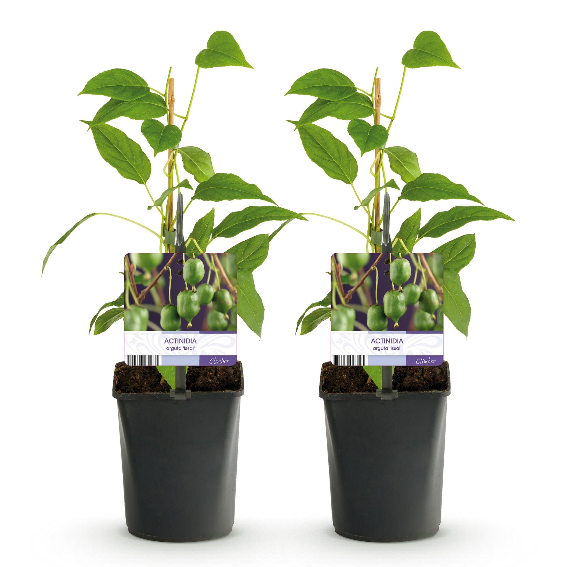Actinidia arguta Issai. Deux plants de kiwi en pot, avec des étiquettes montrant les fruits verts, sur fond blanc.