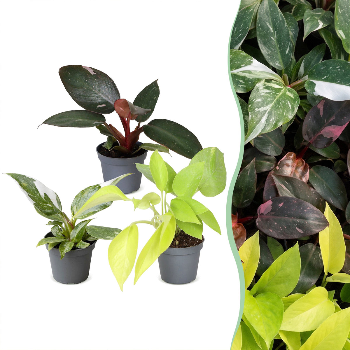 Lot de 3 bébés Philodendron White Princess, Pink Princess et Neon en pot de 6 cm