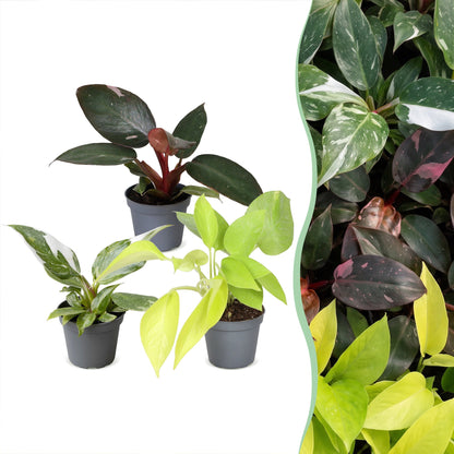 Lot de 3 bébés Philodendron White Princess, Pink Princess et Neon en pot de 6 cm