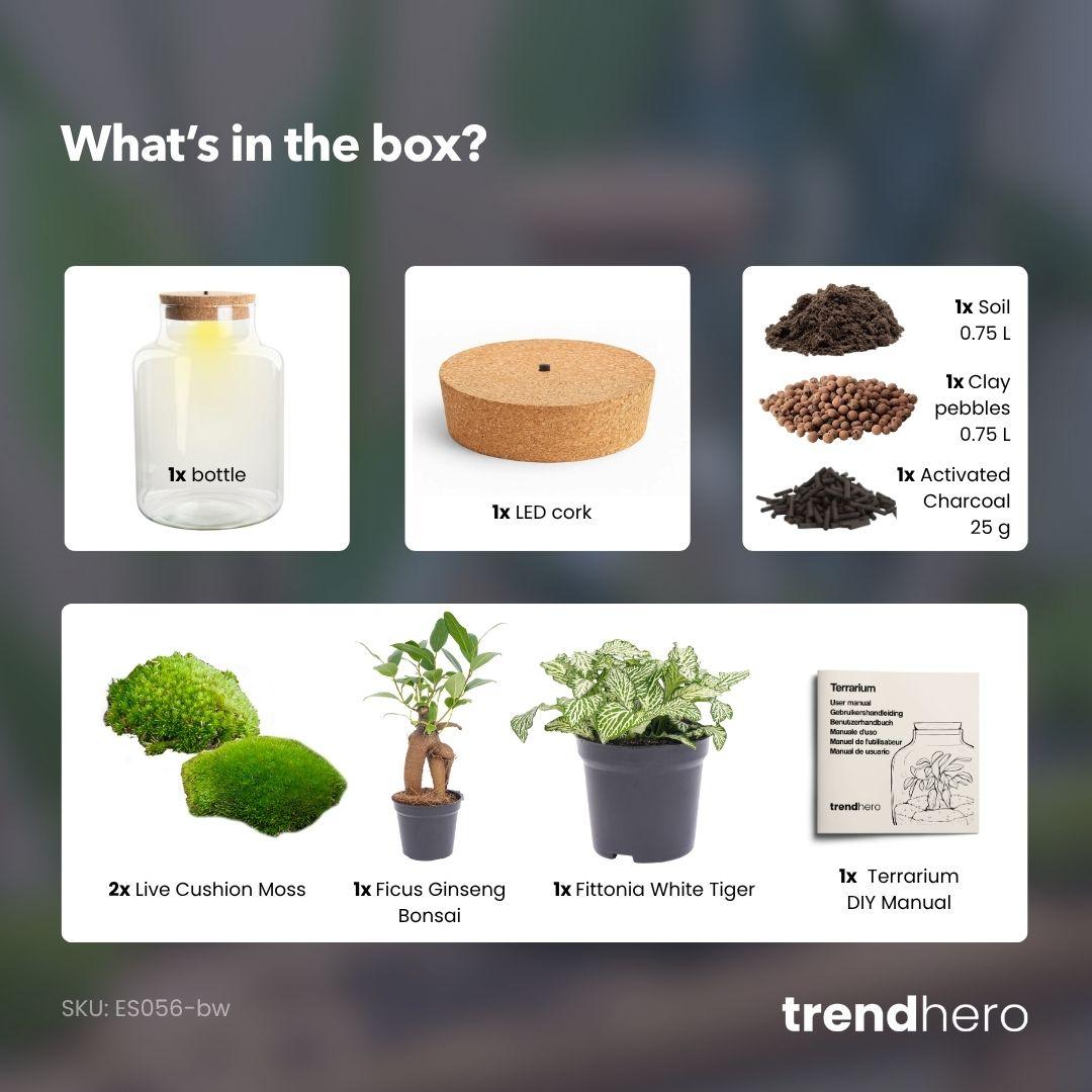 Kit terrarium lumineux bonsaï Ficus Ginseng et Fittonia, bouteille en verre à bouchon LED, hauteur 25 cm