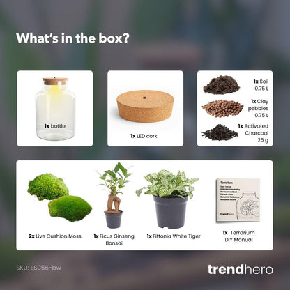 Kit terrarium lumineux bonsaï Ficus Ginseng et Fittonia, bouteille en verre à bouchon LED, hauteur 25 cm