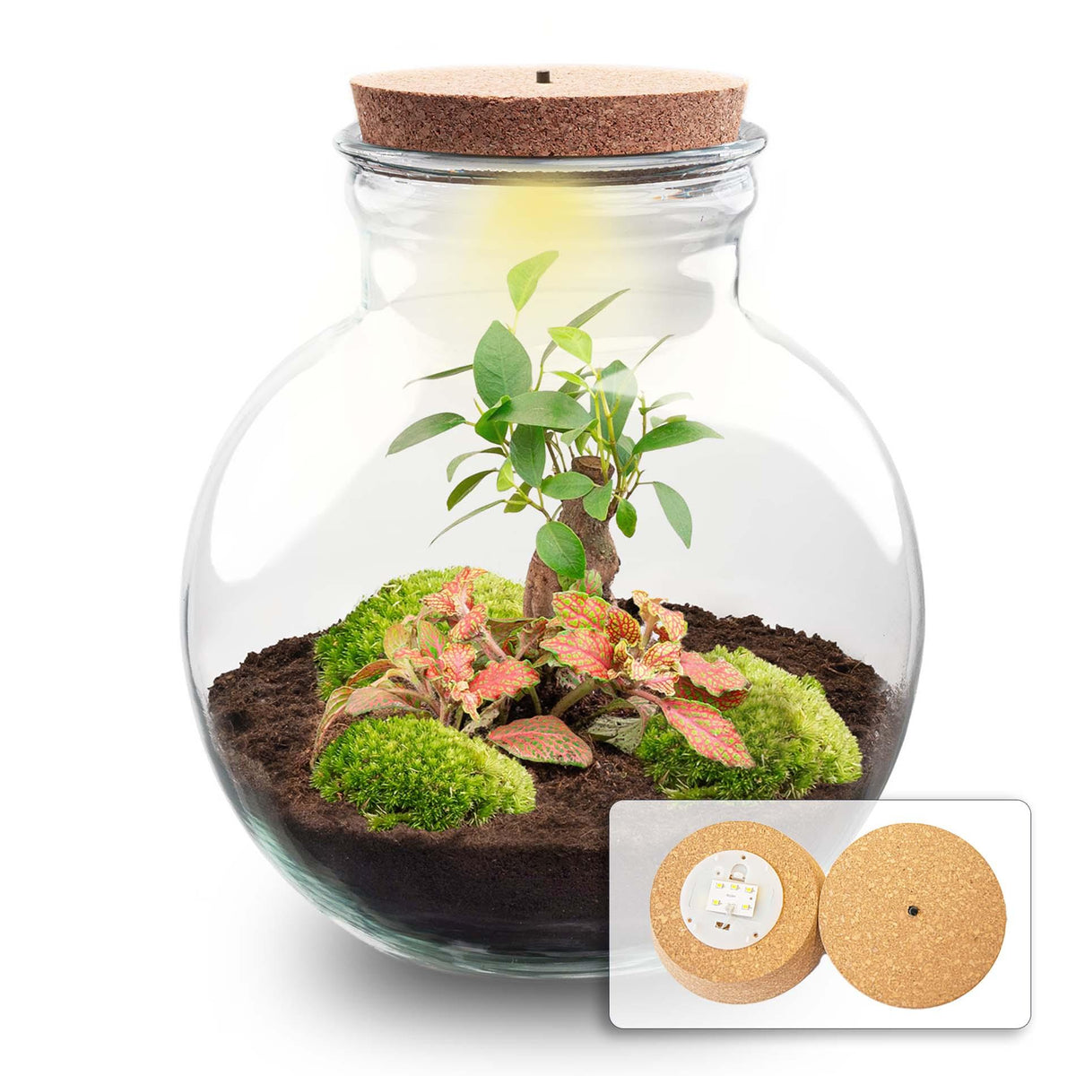 Kit terrarium boule bonsaï : Sans outils, avec bouchon LED