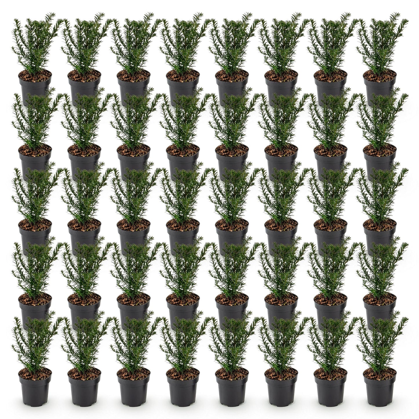 Taxus baccata : lot de 49 jeunes plants d'if toxique en pots de 9cm, prêts à être plantés pour une haie persistante.