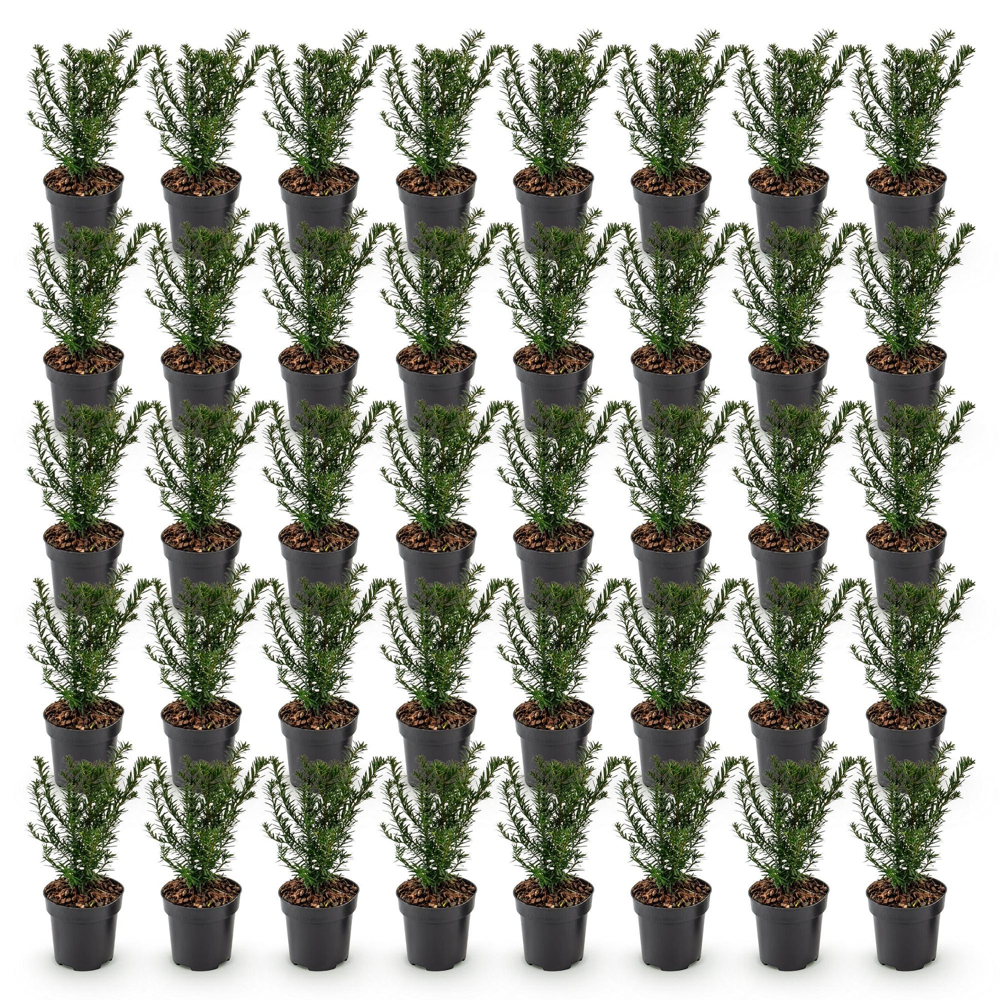 Taxus baccata : lot de 49 jeunes plants d'if toxique en pots de 9cm, prêts à être plantés pour une haie persistante.
