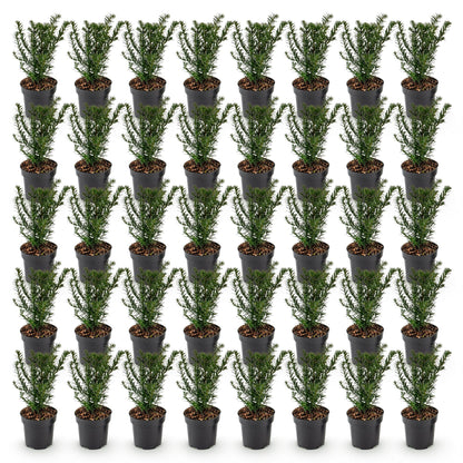 Taxus baccata : lot de 49 jeunes plants d'if toxique en pots de 9cm, prêts à être plantés pour une haie persistante.