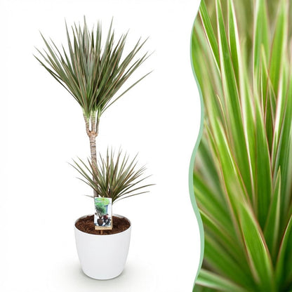 Dracaena Marginata Bicolor plante d'intérieur en pot 17cm, hauteur 70-75cm, feuilles rubanées bicolores vert et bordeaux