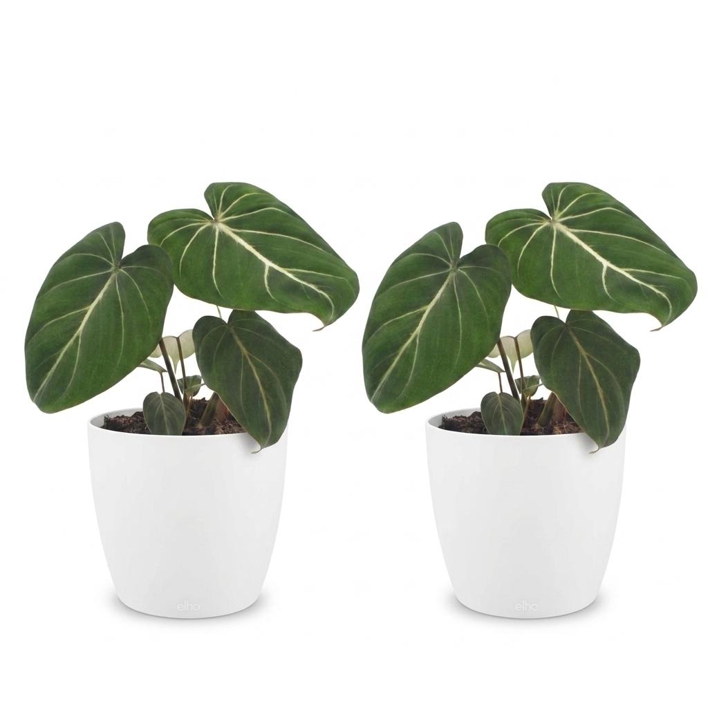 Philodendron Gloriosum - Pot de 12cm