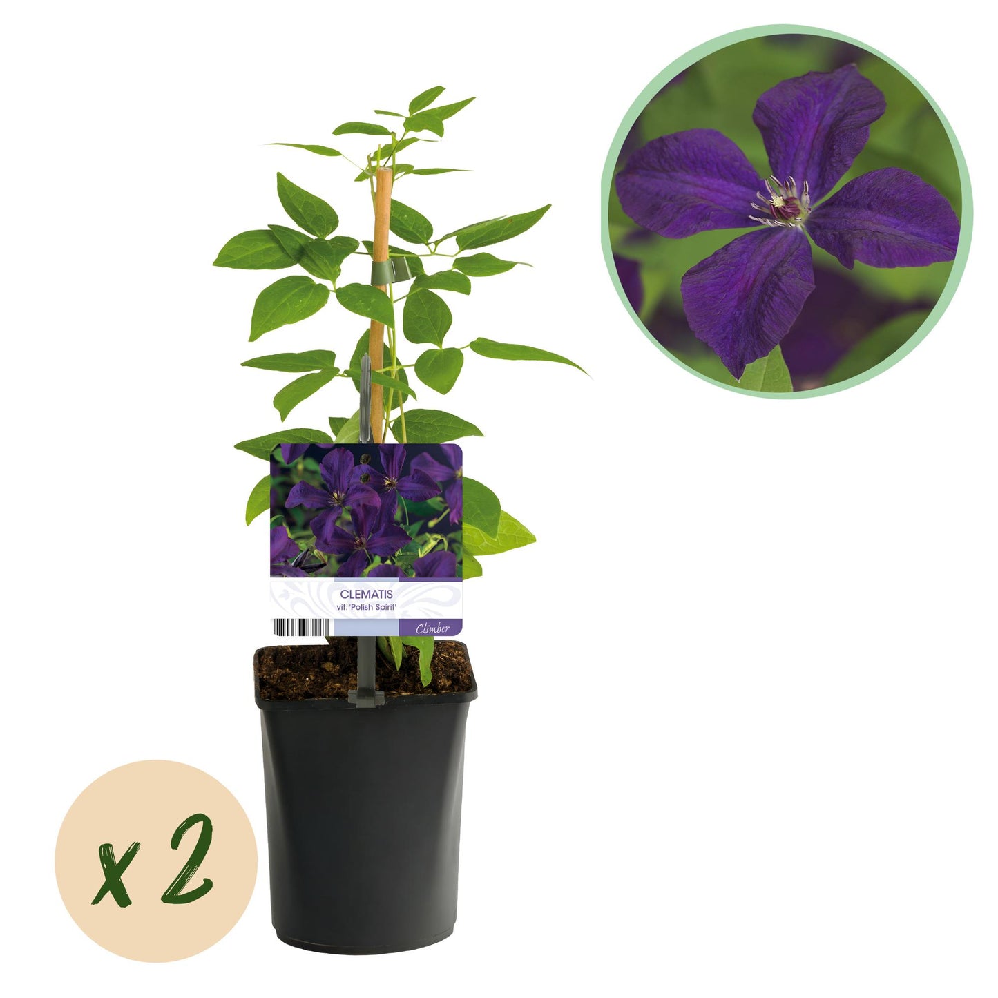 Clématite viticella 'Polish Spirit' : jeune plant en pot avec tuteur, présentant des feuilles vertes et une étiquette. Une bulle indique 'x2