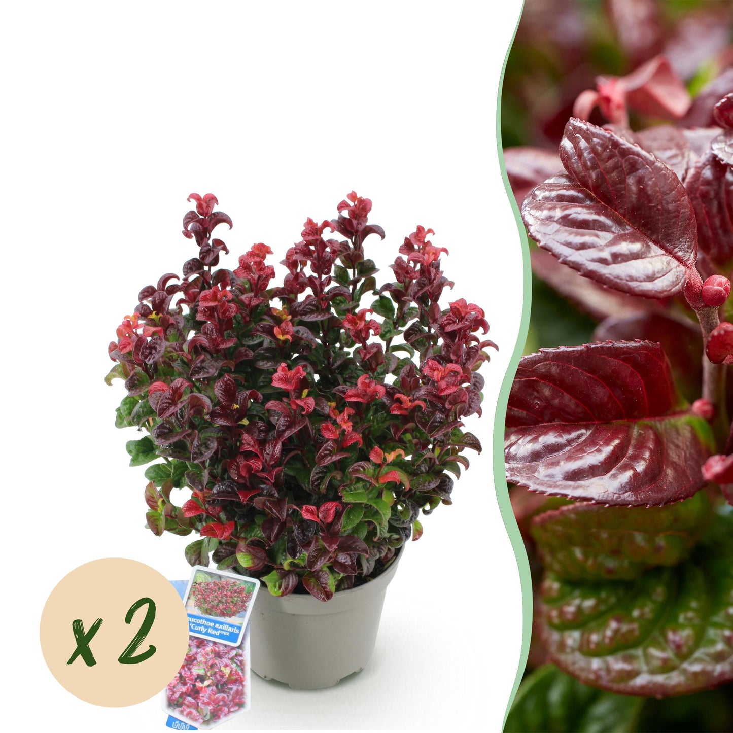 Leucothoe Curly Red, un plant en pot sur fond blanc, mis en valeur par un gros plan de son feuillage rouge intense et une pastille "x2".