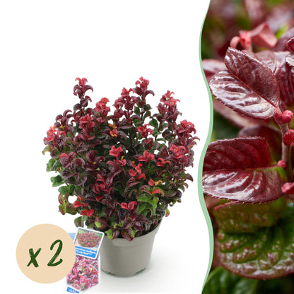 Leucothoe Curly Red, un plant en pot sur fond blanc, mis en valeur par un gros plan de son feuillage rouge intense et une pastille "x2".