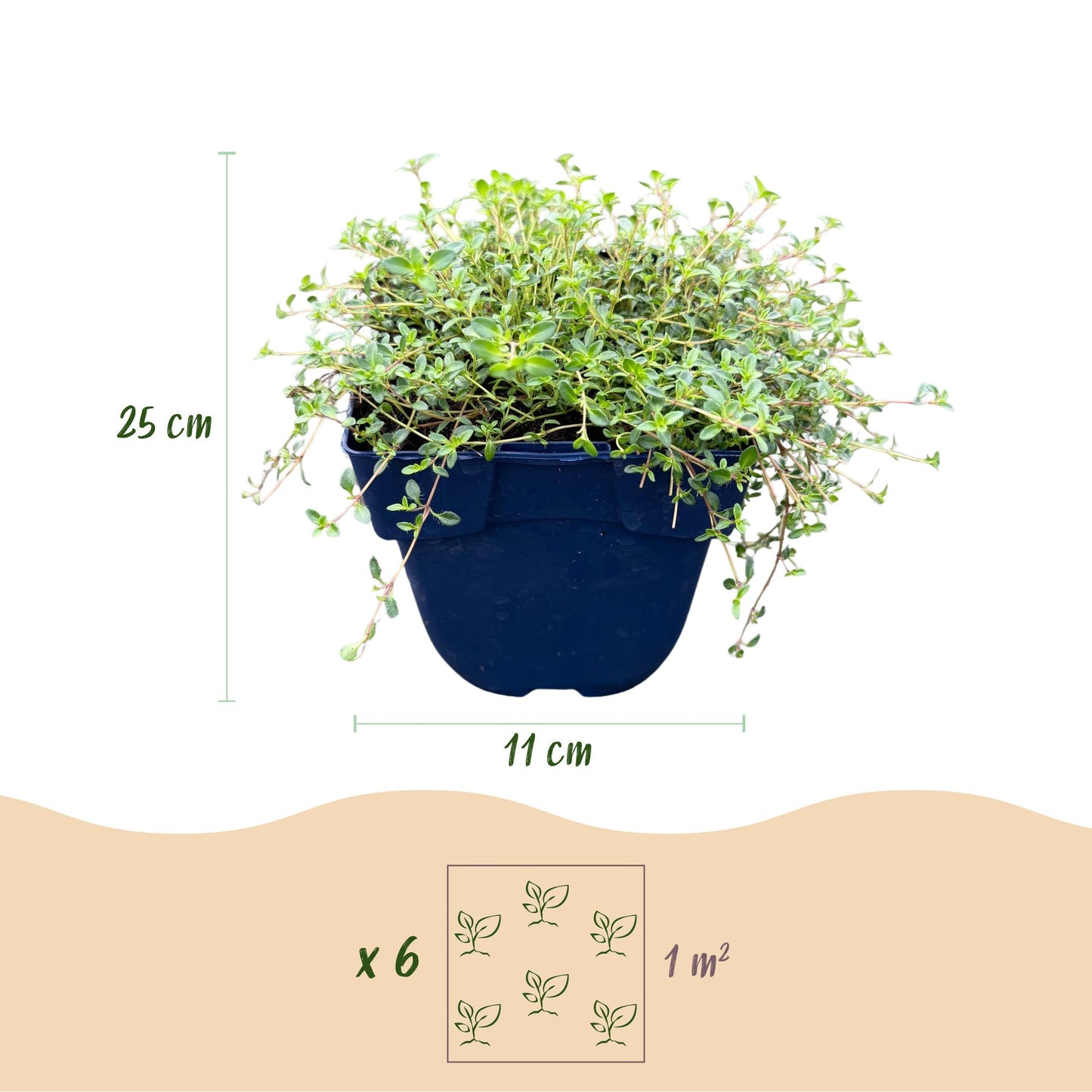 Thymus Tricolour en pot de 11 cm, mesurant 25 cm de haut. Schéma indiquant 6 plantes pour 1 m².