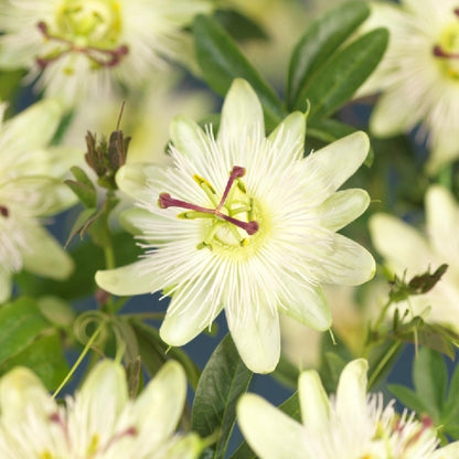 Passiflora Avalanche, gros plan sur ses fleurs blanches uniques et complexes avec leurs étamines violettes et jaunes ressortant au centre.