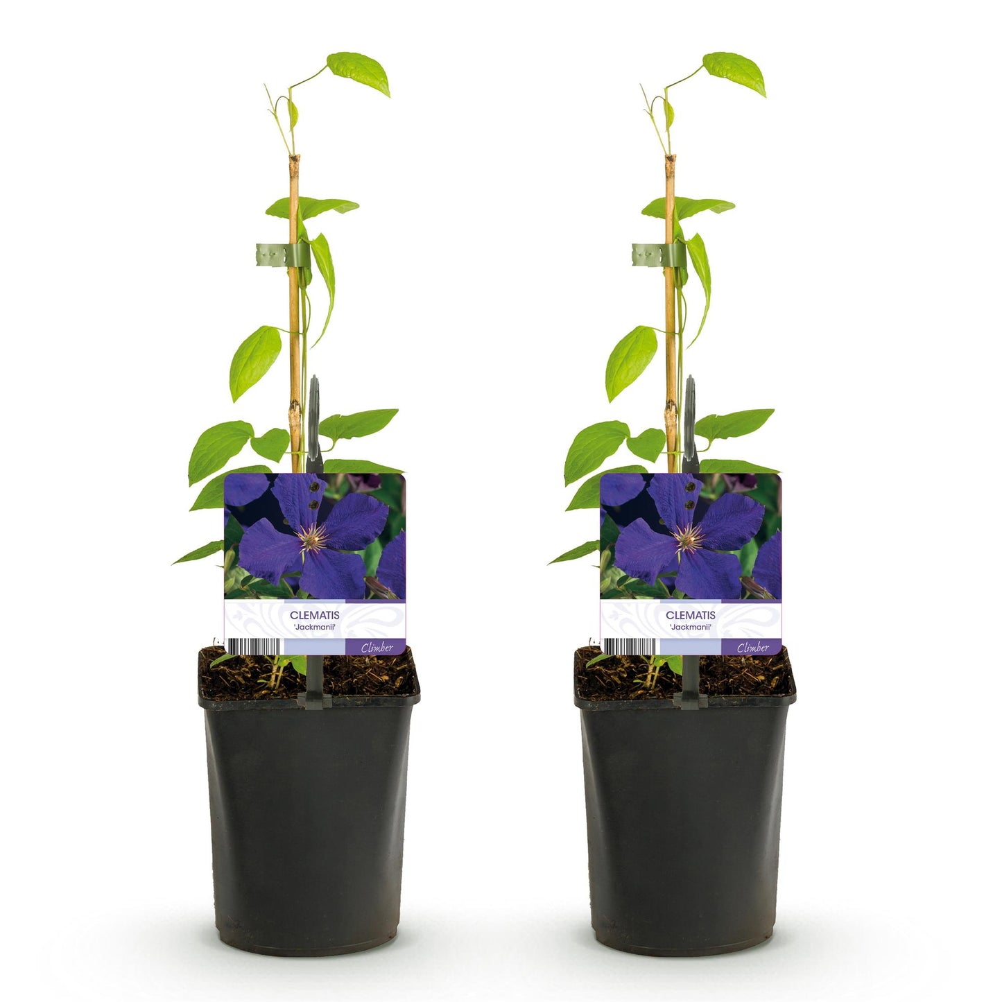 Clematis armandii, deux jeunes plants en pot avec tuteur en bambou et étiquette fleurie, prêts à être plantés.