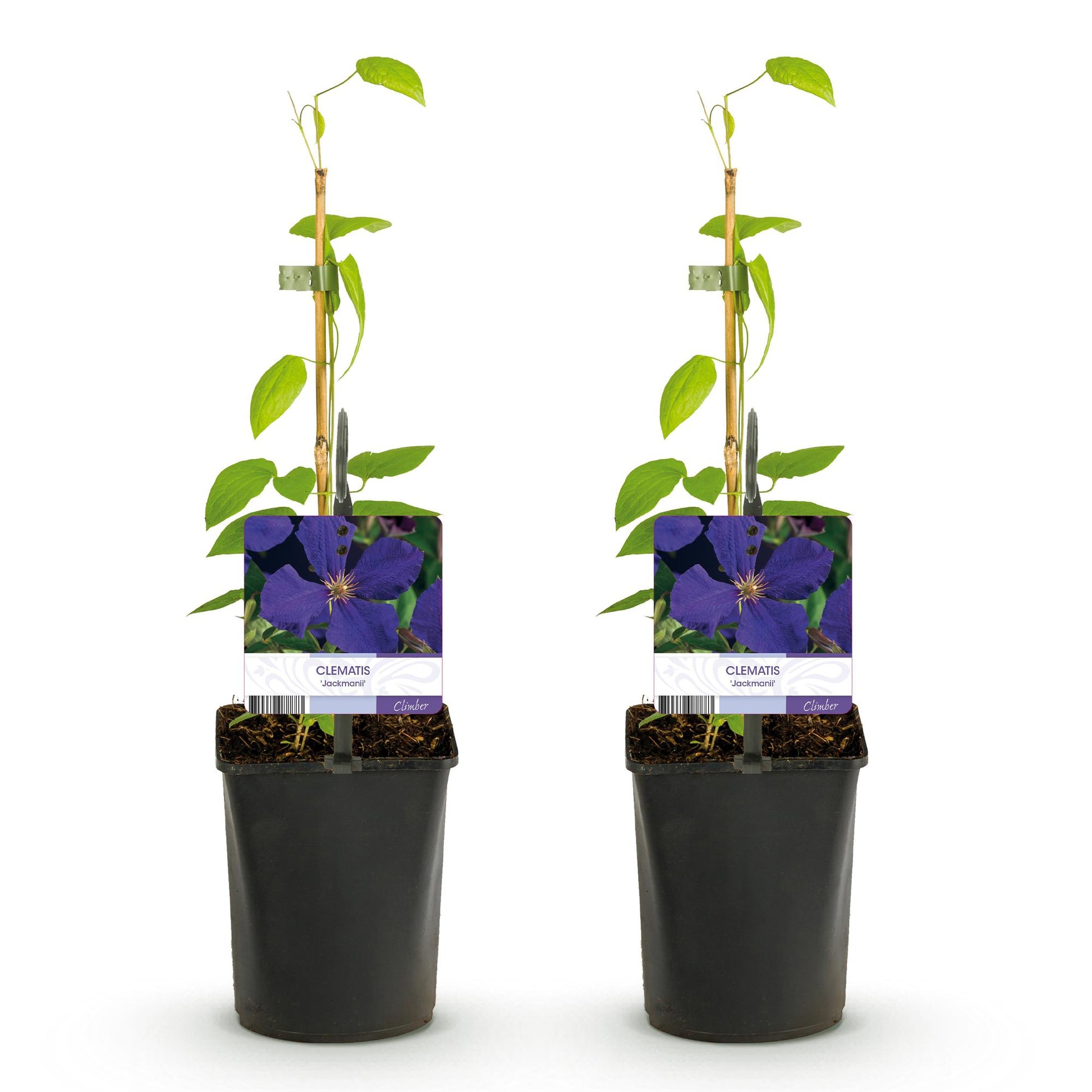 Clematis armandii, deux jeunes plants en pot avec tuteur en bambou et étiquette fleurie, prêts à être plantés.