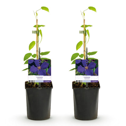 Clematis armandii, deux jeunes plants en pot avec tuteur en bambou et étiquette fleurie, prêts à être plantés.